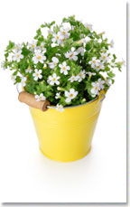 Bacopa