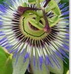 Passion Flower For Anxiety, Insomnia, and Withdrawal