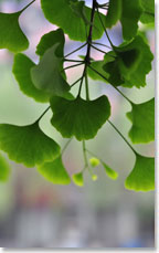 gingko