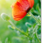 California Poppy for Sleep, Depression, and Anxiety